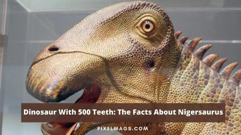 Dinosaur With 500 Teeth: The Facts About Nigersaurus