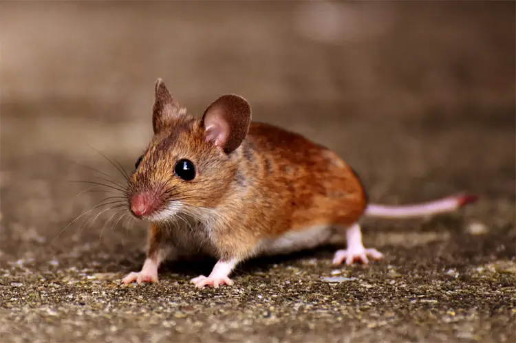 House-Mice