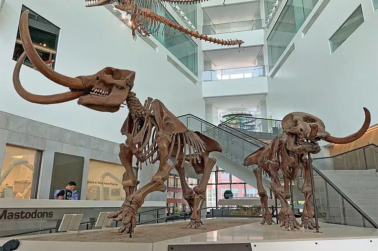 Michigan Museum of Natural History