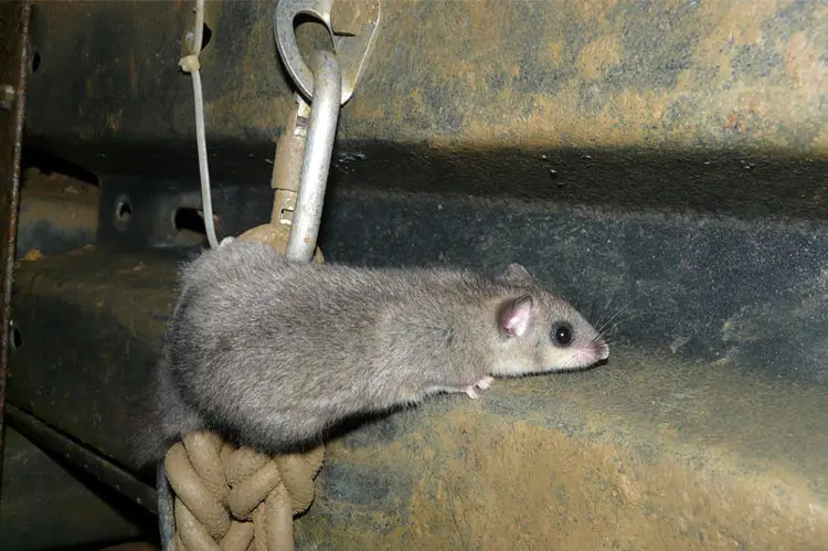 Roof-Rats
