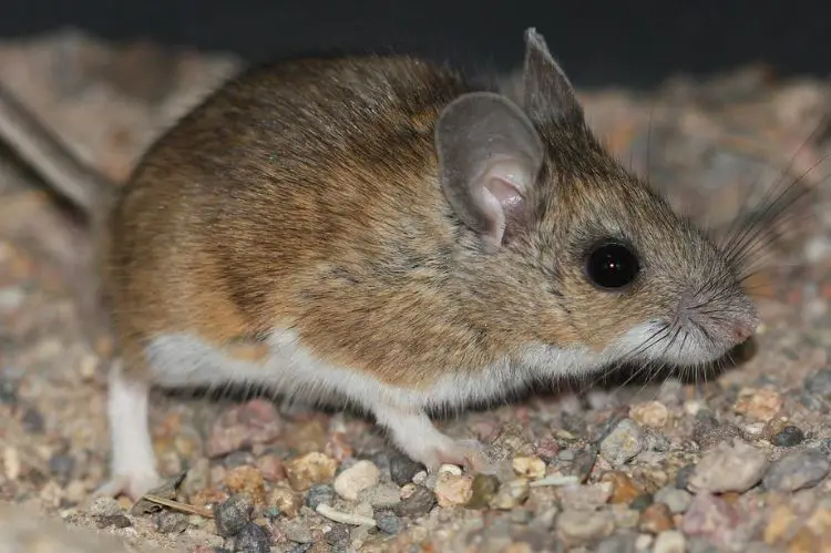 Deer Mice