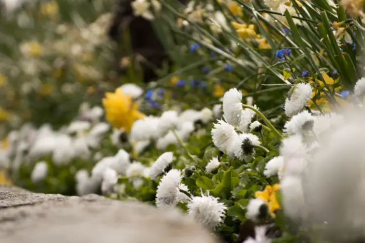 White Flower Beds