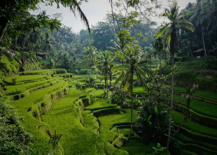 Jungle Escapades
