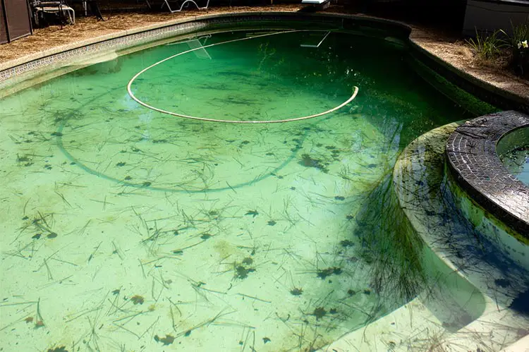 algae growth in pool