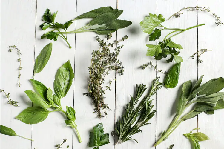 Best Herbs for Your Health-Herbs to improve health