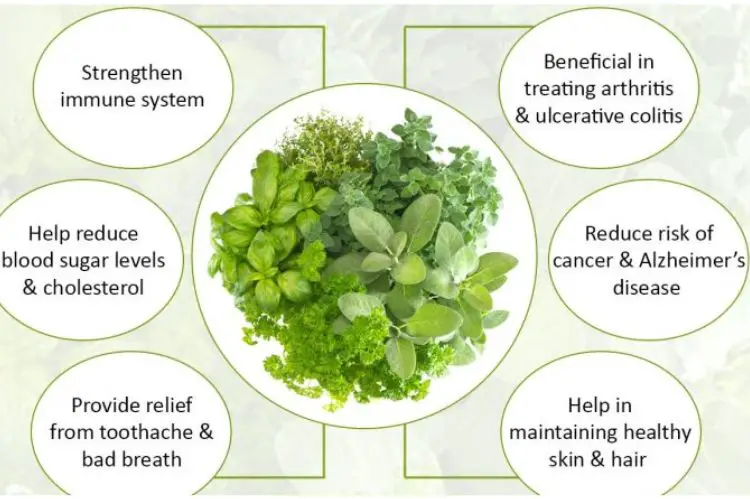 Herbs to improve health