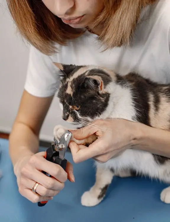 grooming cat