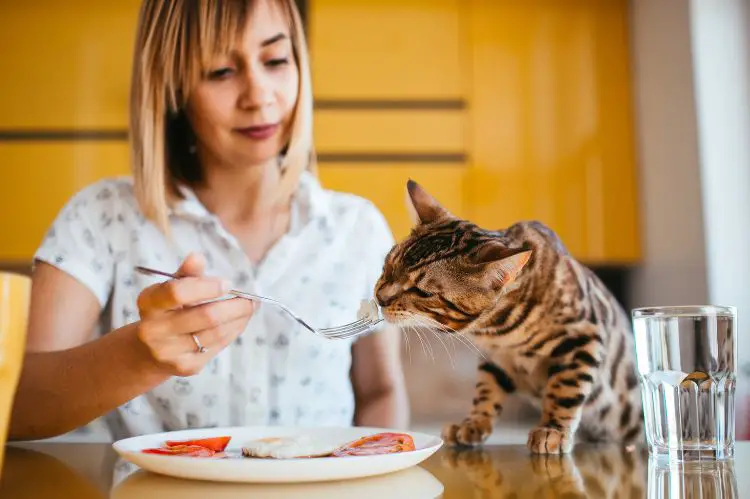 good nutrition -Ways to Improve Your Pet’s Life