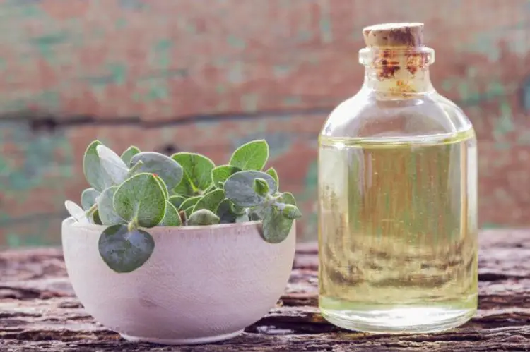 How Eucalyptus Oil Can Benefit Your Dog's Health