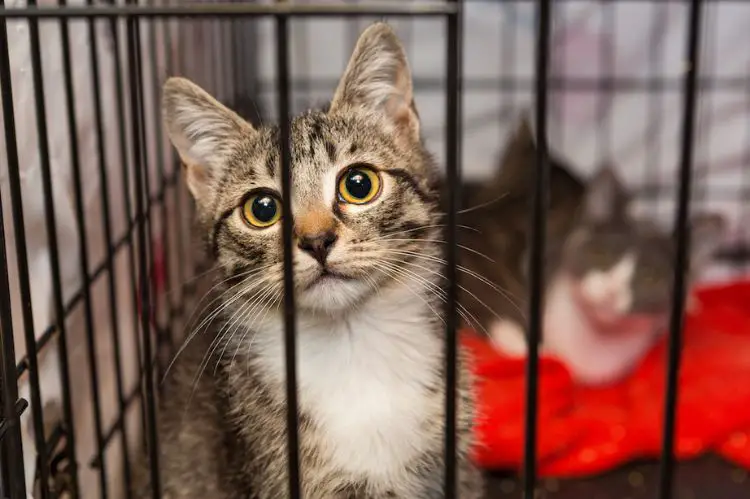 Adopt a Surrendered Cat without Giving up on Your Budget-Adopt a Surrendered Cat