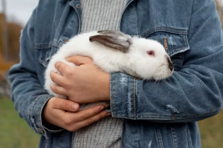 Rabbits
