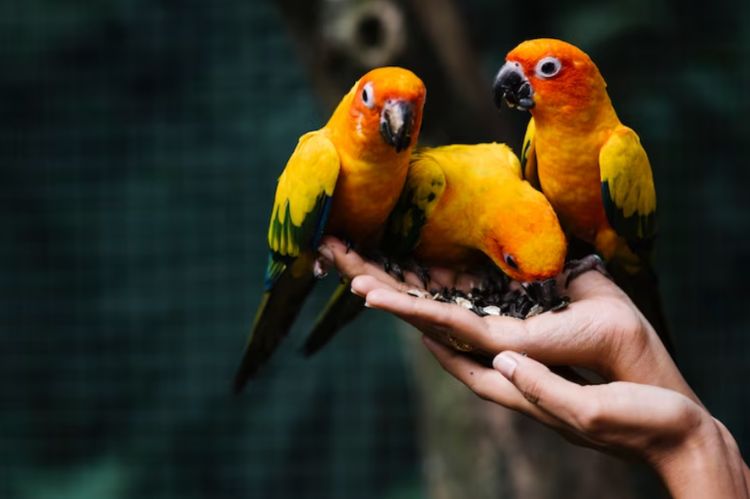 Parakeets