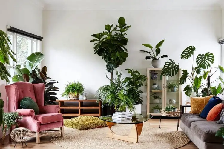 Plants-room decorations