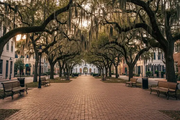 Spanish moss hanging over live oaks in Savannah historic square, brick pathways